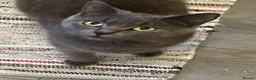 British Shorthair cats for sale: Blue British Shorthair x Russian Blue Girl - Advert 4