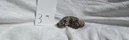 Python Snake reptiles for sale: ball python-Mojave and royal mix - Advert 3