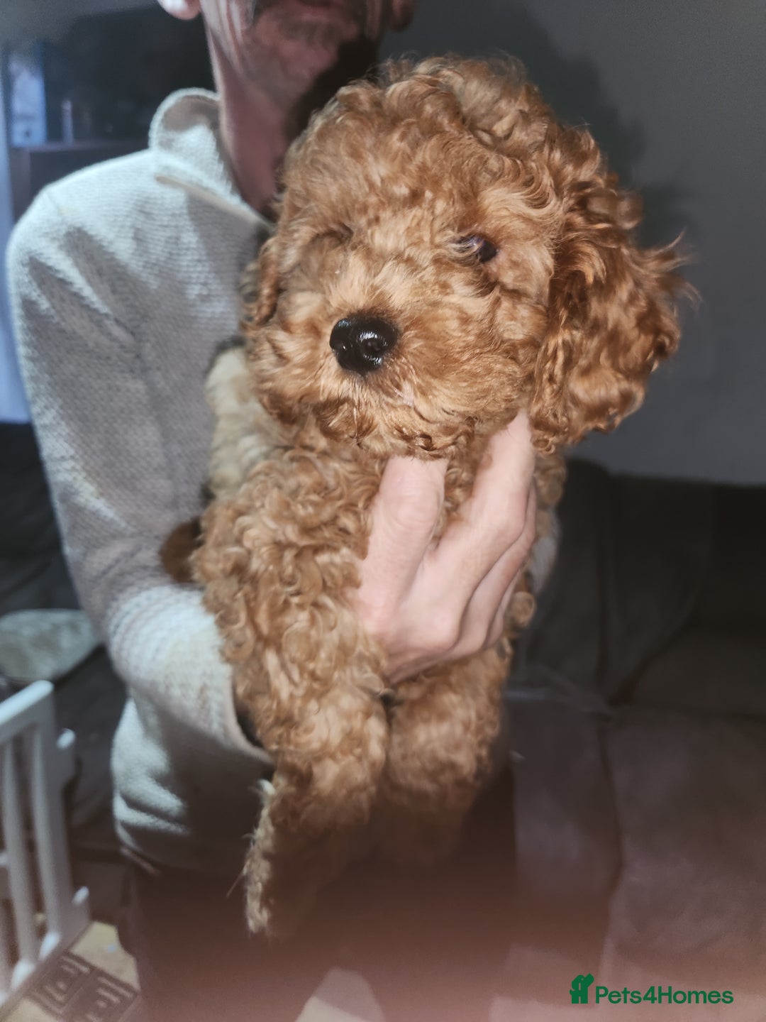 Cockapoo dogs for sale: 5 lovely cuddly puppies - Advert 12