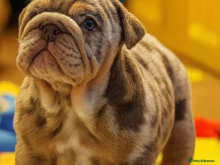 English Bulldog dogs KC Registered EB Pups Fully health Tested Parents - Advert 3