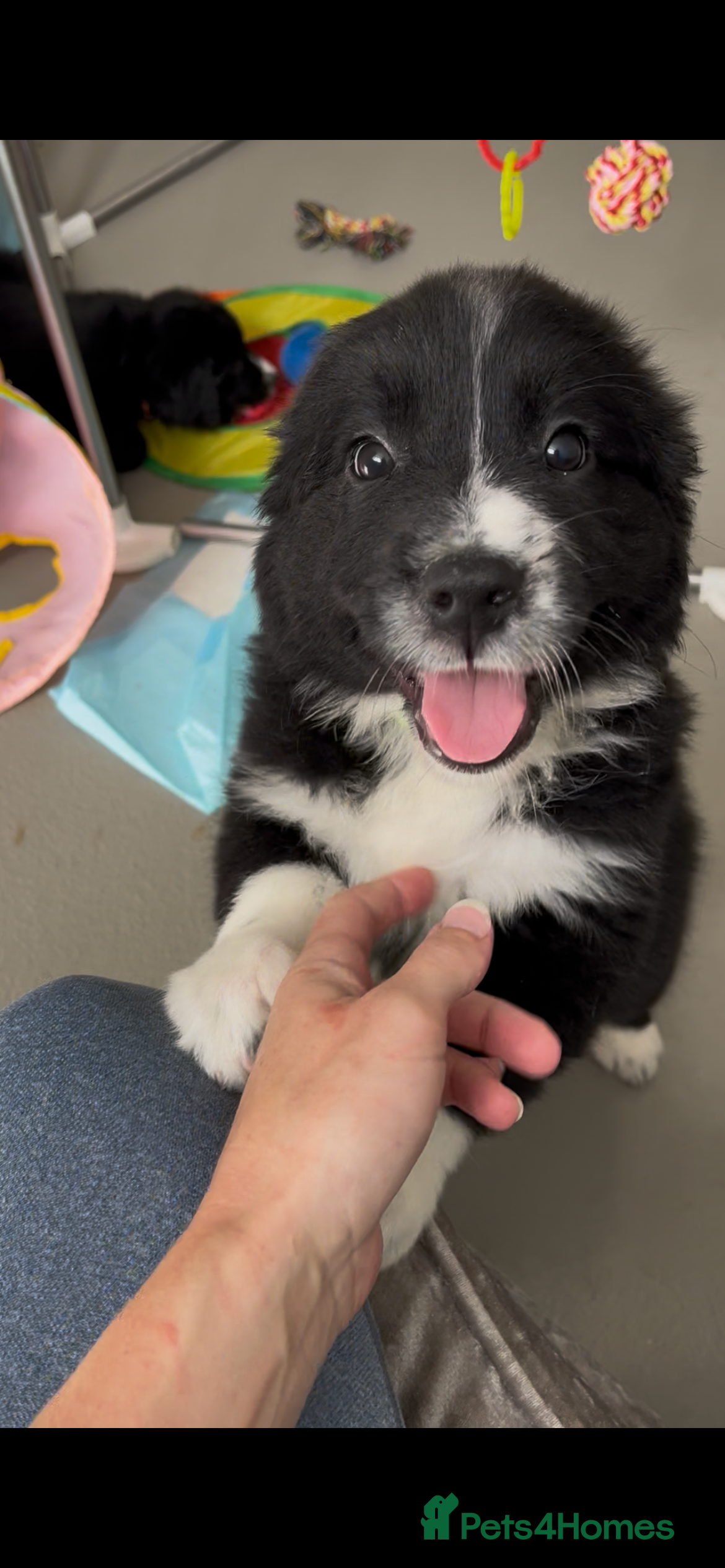 Mixed Breed dogs Golden Retriever x Australian Shepherd Puppies - Advert 2