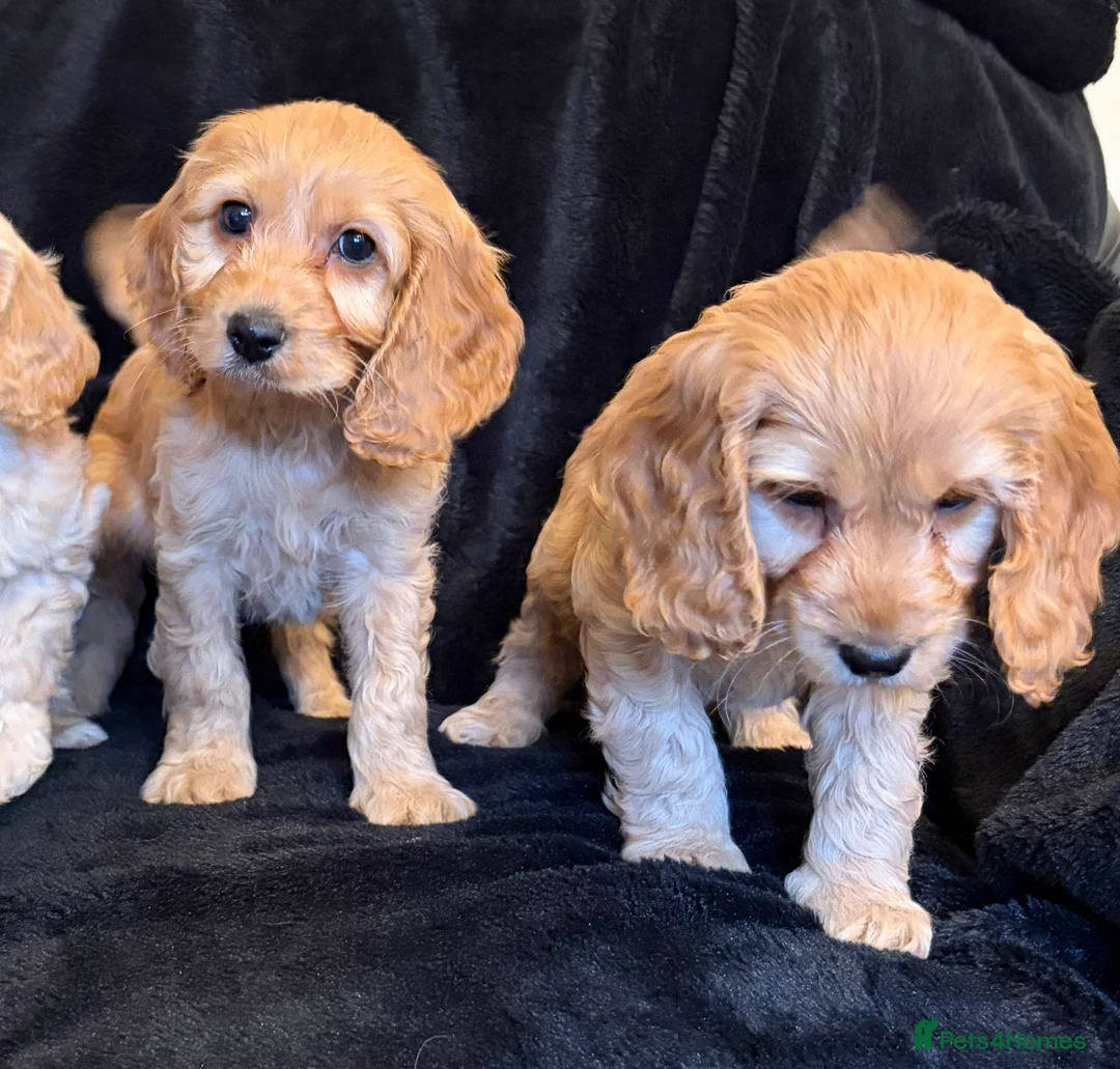 Cavapoo dogs for sale: Beautiful F1 Cavapoo Puppies  - Advert 10