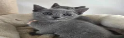 Russian Blue cats for sale: 💙  Russian Blue Kittens – Champion Line, TICA - Advert 15
