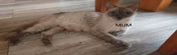 Ragdoll cats for sale: 100% RAGDOLL Kittens😻😽😺 - Advert 8