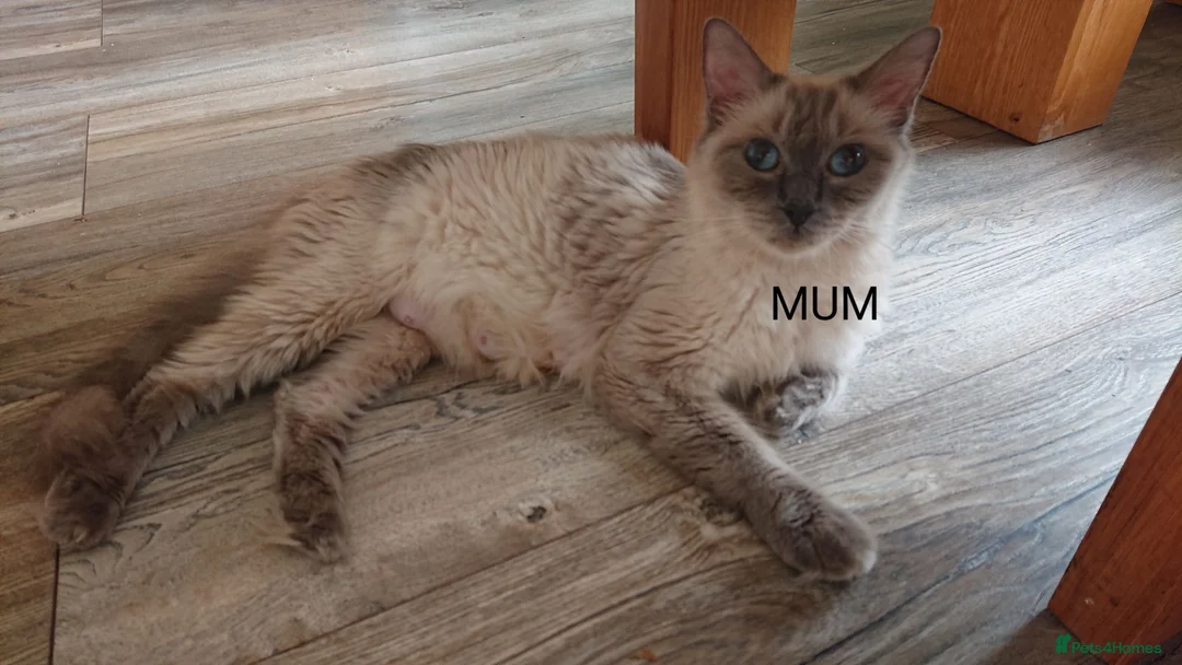 Ragdoll cats for sale: 100% RAGDOLL Kittens😻😽😺 - Advert 8