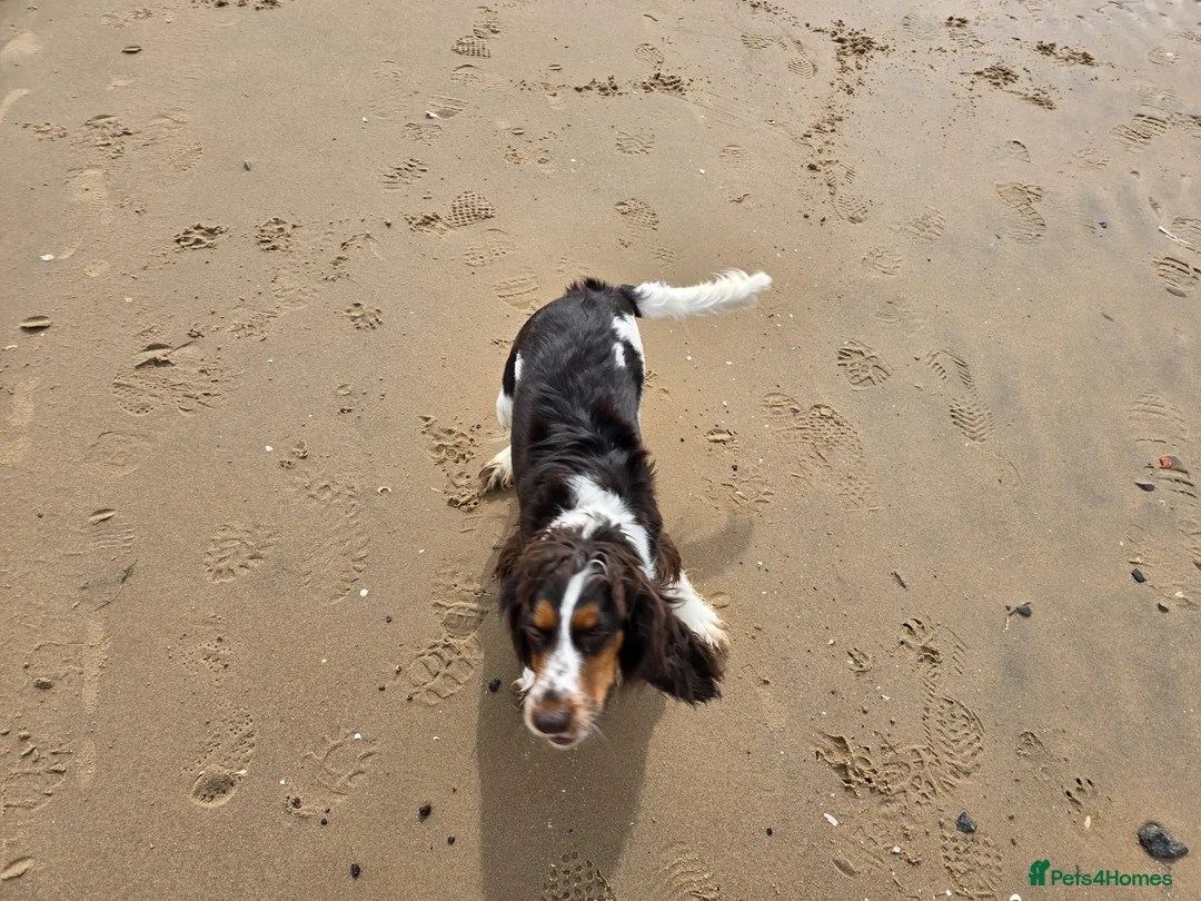 Cocker Spaniel dogs for sale: Cocker Spaniel Female  - Advert 7