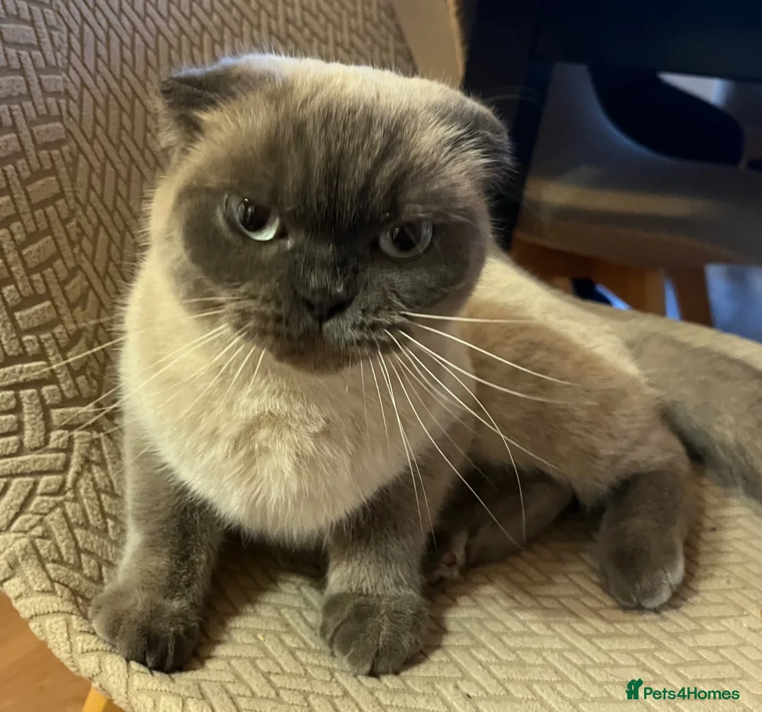 Scottish Fold cats for sale: 2 lovely adult Scottish Fold - Advert 6