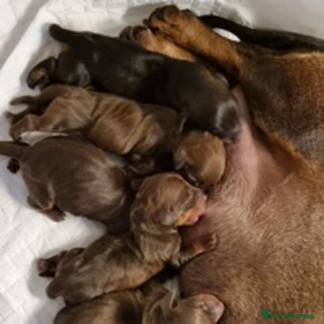 Dachshund dogs for stud: Miniature Dachshund Stud Kc registered & Pra clear in Stowmarket - Image 12