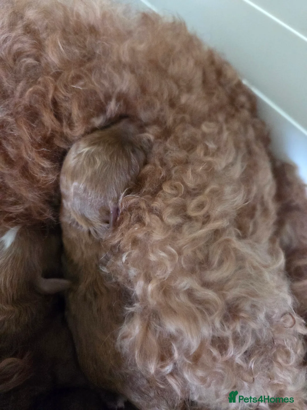 Cavapoo dogs for sale: 5x Asian Toy Poodle X Cavapoo Puppies  - Advert 14