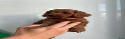 Cavapoo dogs for sale: Family Raised Cavapoo Puppies ready to Reserve!  - Advert 10