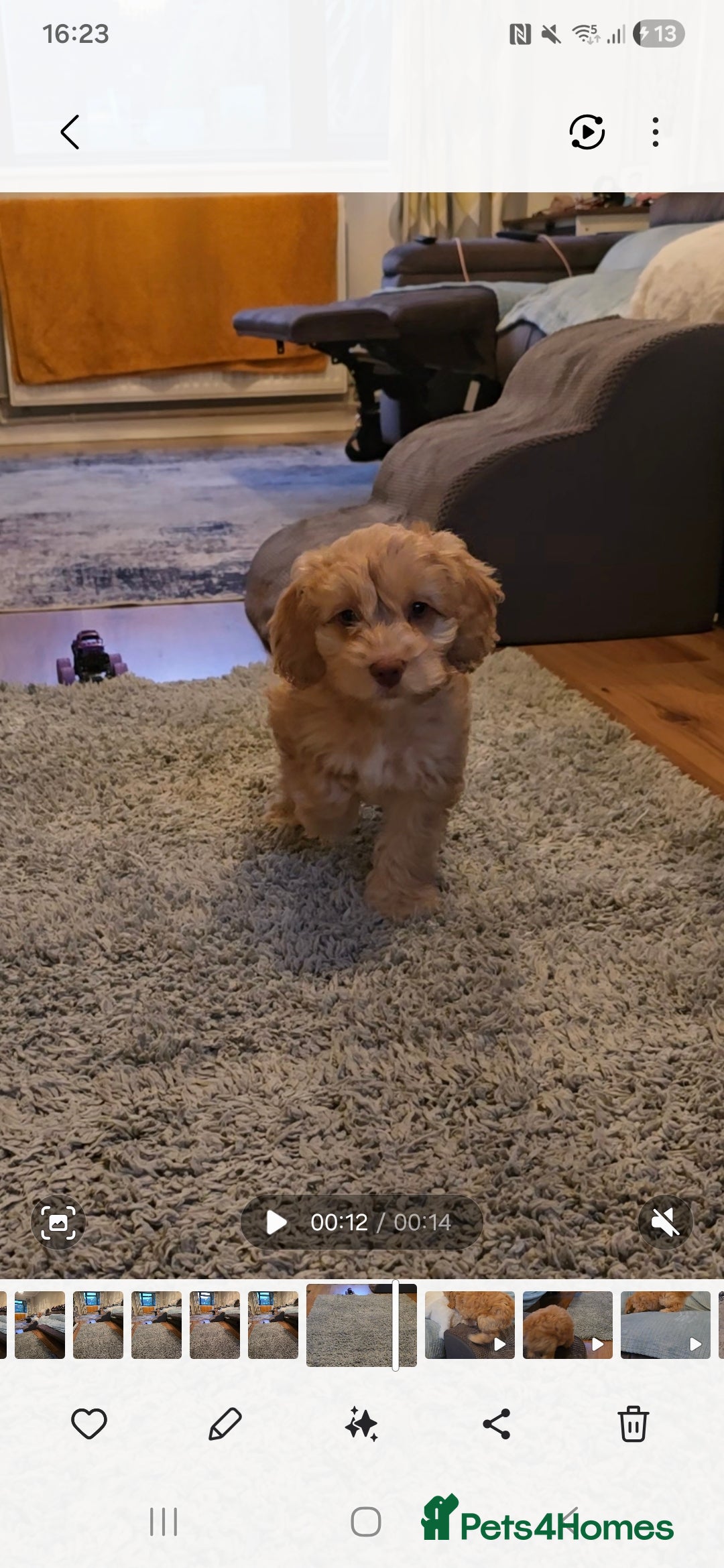 Cockapoo dogs F1 cockapoo puppies - extensive health tests - Advert 18