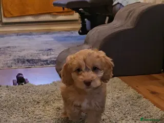 Cockapoo dogs F1 cockapoo puppies - extensive health tests - Advert 18