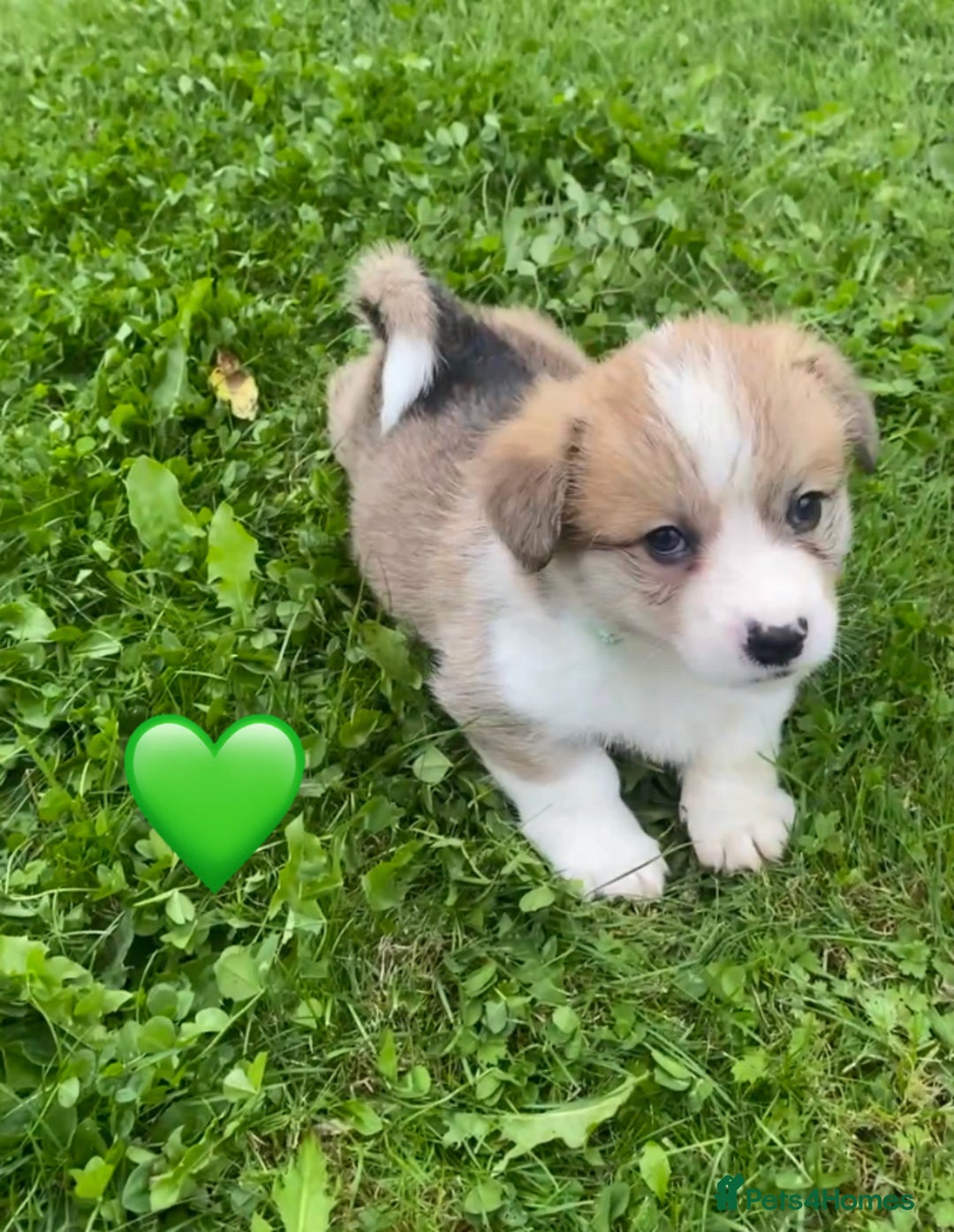 Welsh Corgi Pembroke dogs for sale: Champion Bloodline KC reg puppies - Image 5