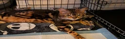 Bengal cats for sale: Gorgeous Bengal Kittens  - Advert 9