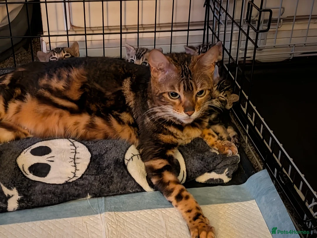 Bengal cats for sale: Gorgeous Bengal Kittens  - Advert 9