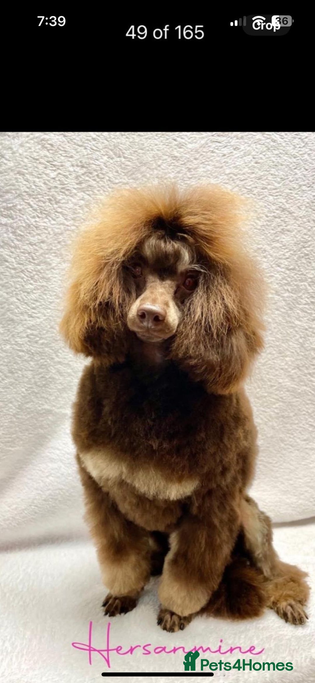 Toy Poodle dogs for sale: Beautiful toy poodle girls - Image 5