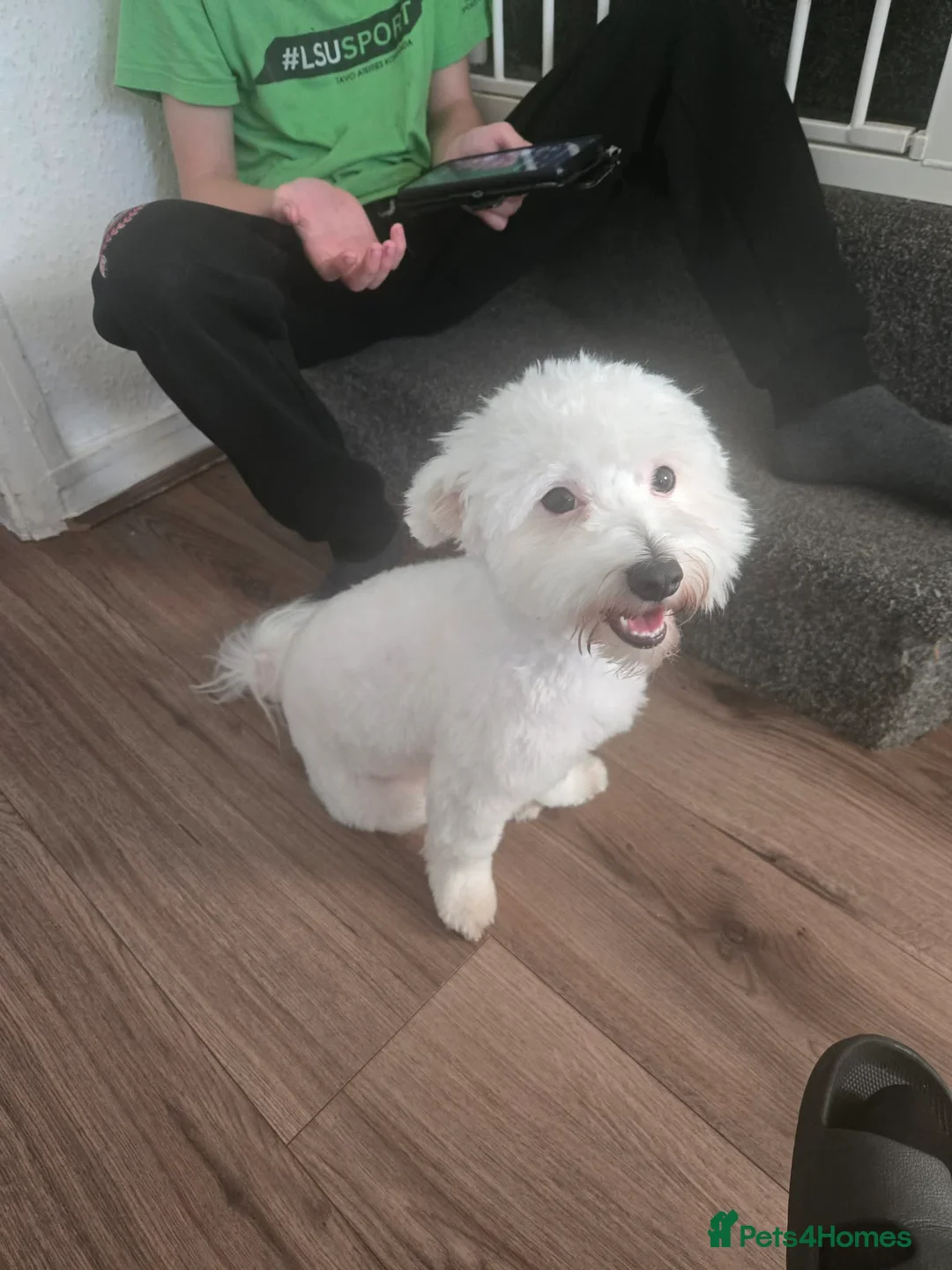 Bichon Frise dogs for sale: Looking for new home  in Leeds - Advert 1
