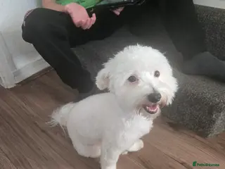 Bichon Frise dogs Looking for new home - Advert 3