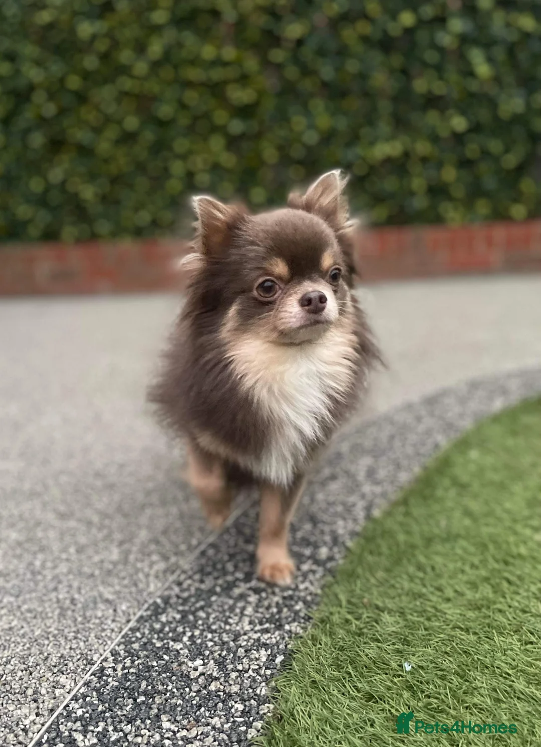 Chihuahua dogs for stud: Long Coat KC Lilac & Tan Proven Stud in Washington - Advert 2
