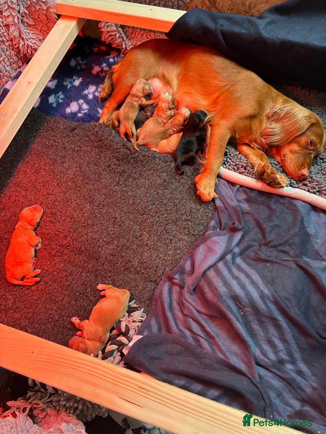 Cocker Spaniel dogs for sale: 1 Black Boy left Working Cocker Spaniel  - Advert 9