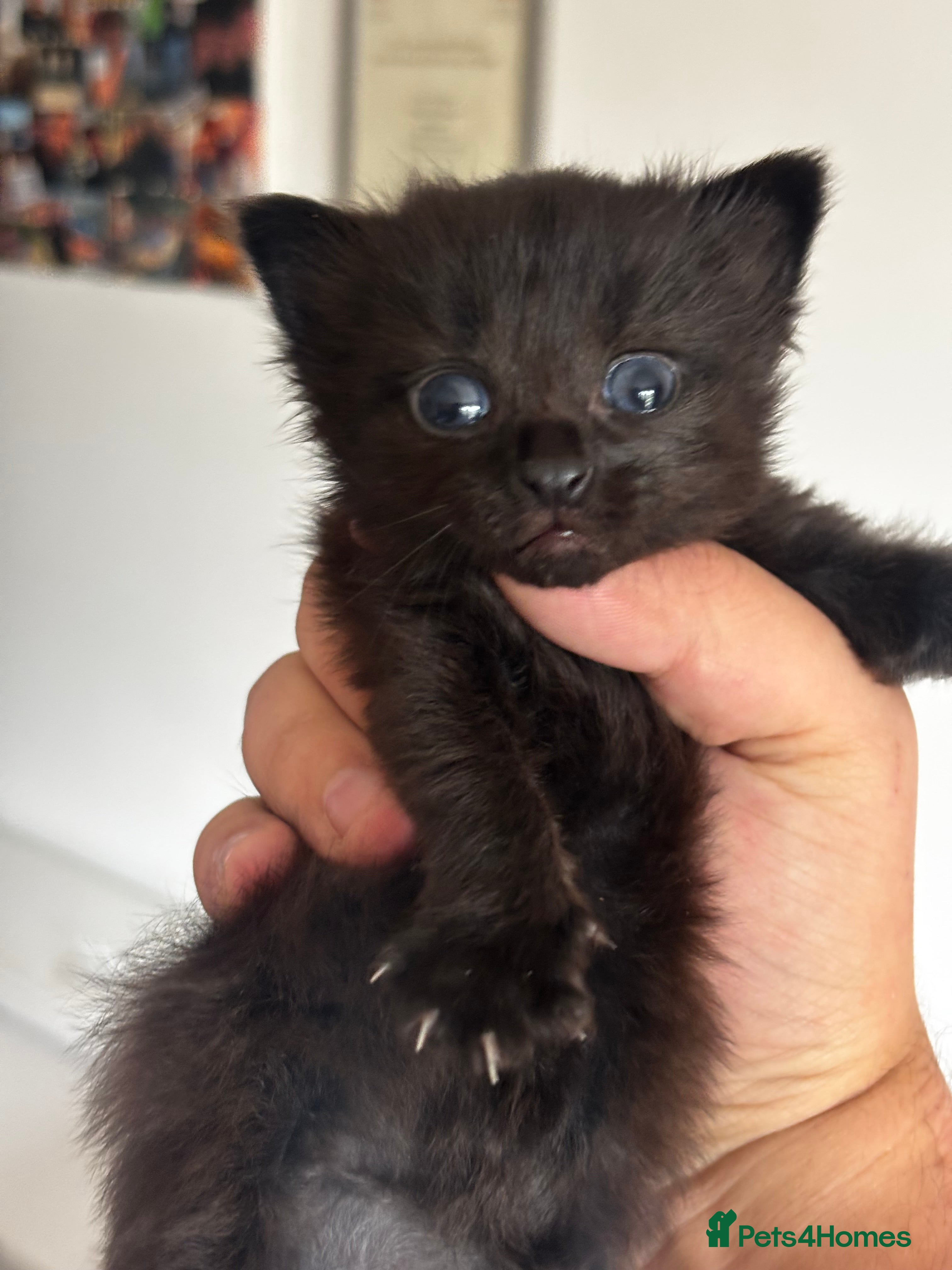 Mixed Breed cats 2 little kittens available in Camborne area  - Advert 14