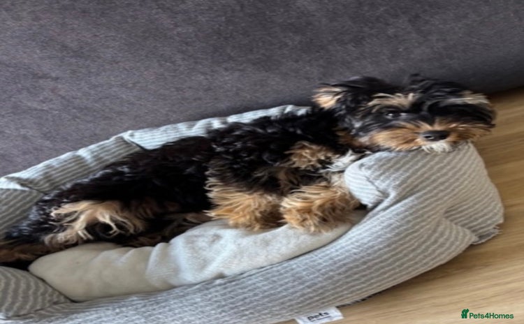 Yorkshire Terrier dogs - Advert 12