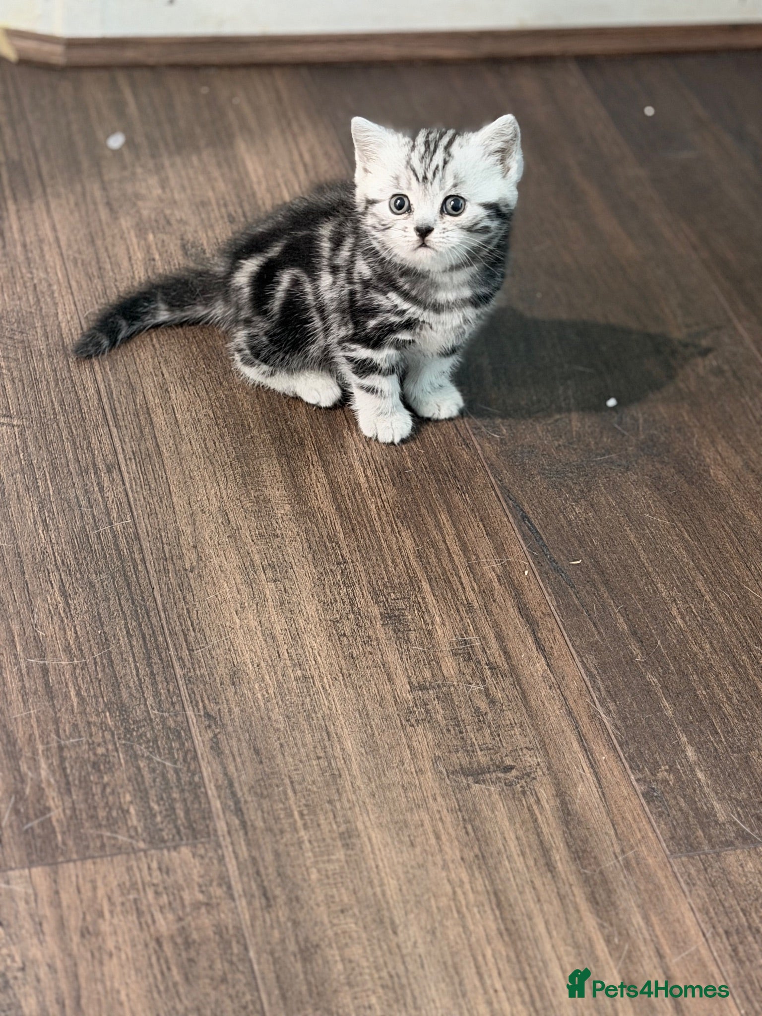 British Shorthair cats GCCF British shorthair silver tabby kittens  - Advert 1