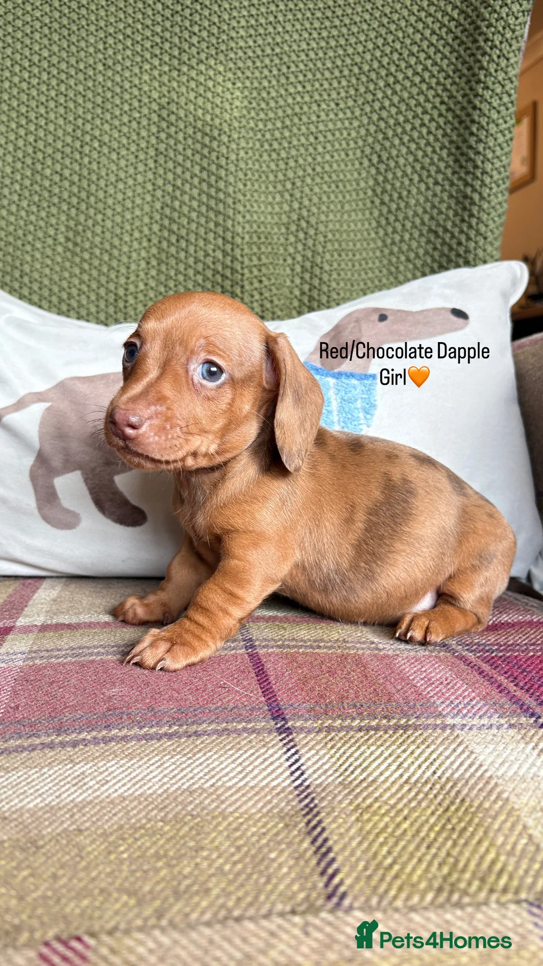 Miniature Dachshund dogs for sale: SMOOTH HAIRED MINIATURE DACHSHUNDS🖤 - Advert 21