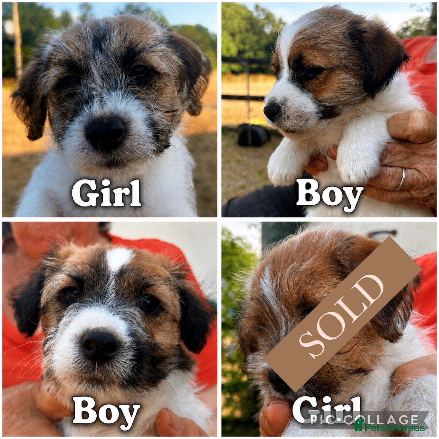 Jack Russell dogs KC Registered Jack Russell Terrier Puppies  - Advert 1
