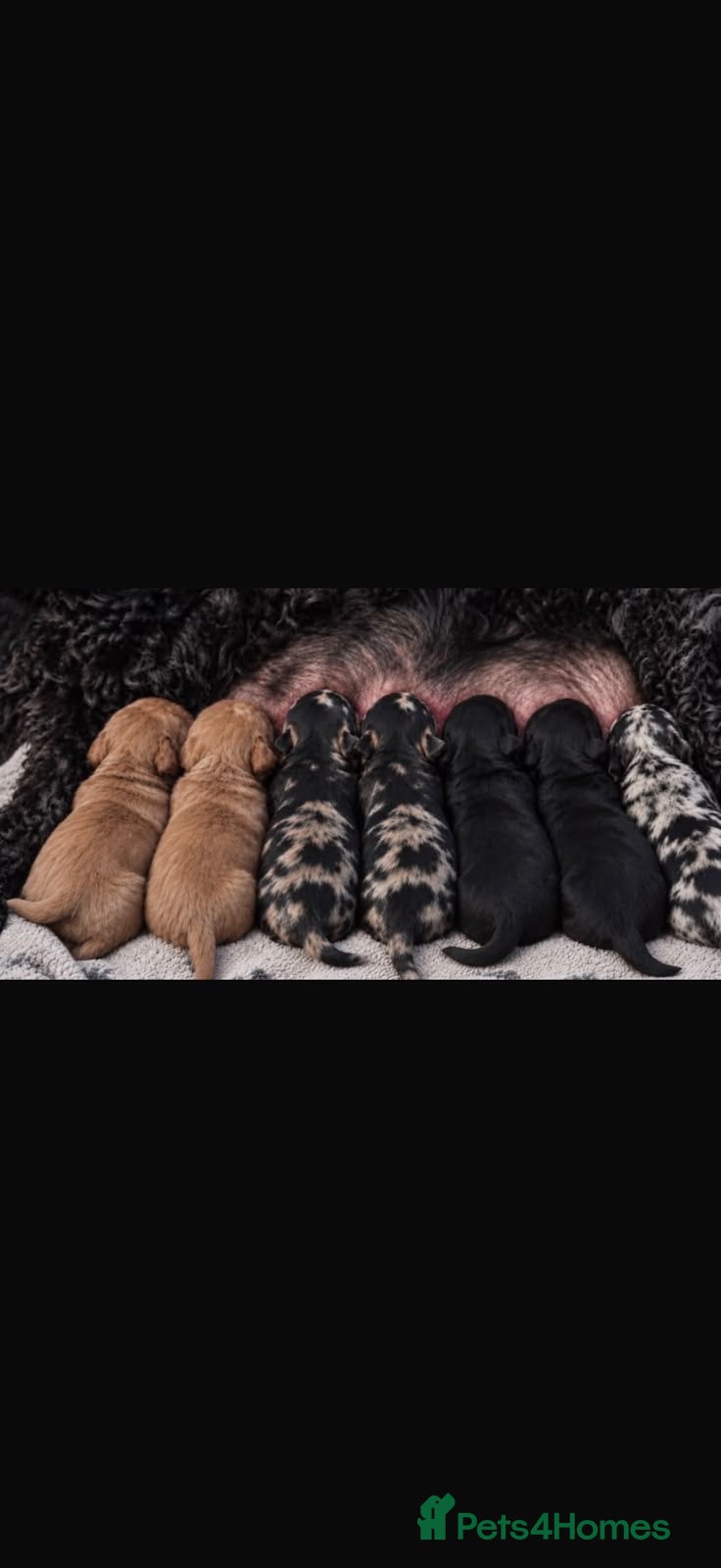 Cockapoo dogs Cockapoodle puppies  - Advert 5