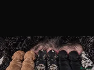 Cockapoo dogs Cockapoodle puppies - Advert 1