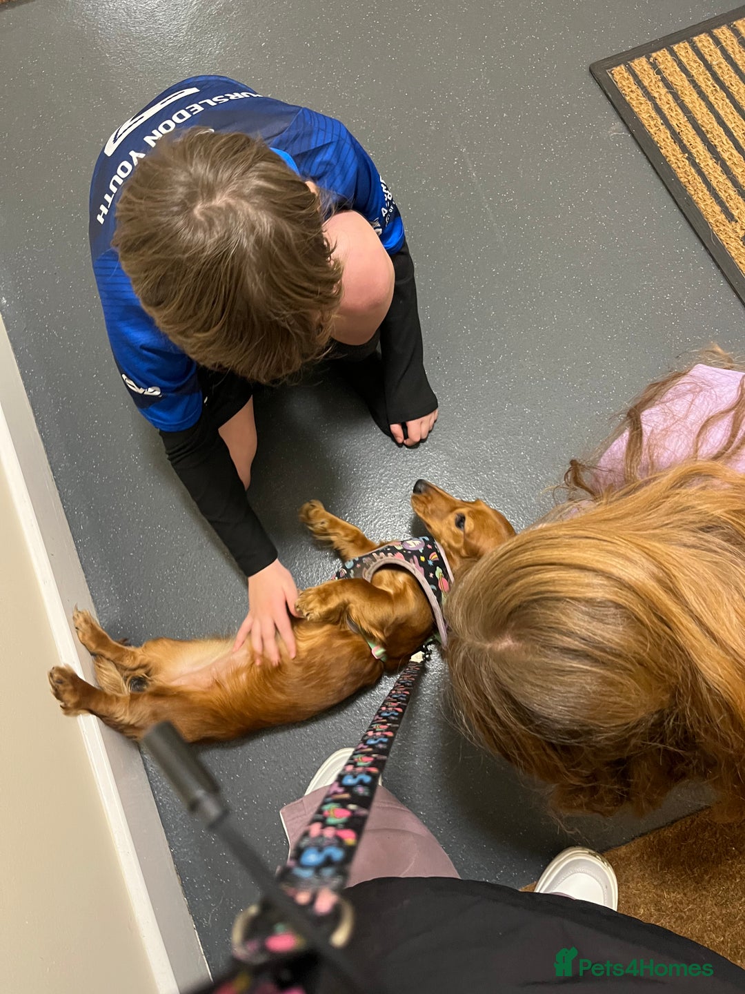 Dachshund dogs for sale: Devastating rehoming!  - Image 5