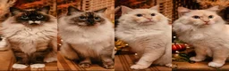 Ragdoll cats for sale: 2x RagdollxPersian Pairs in Mansfield - Advert 15
