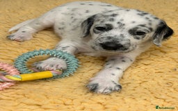 Mixed Breed dogs for sale: Rare Dalmadoodles - Image 33