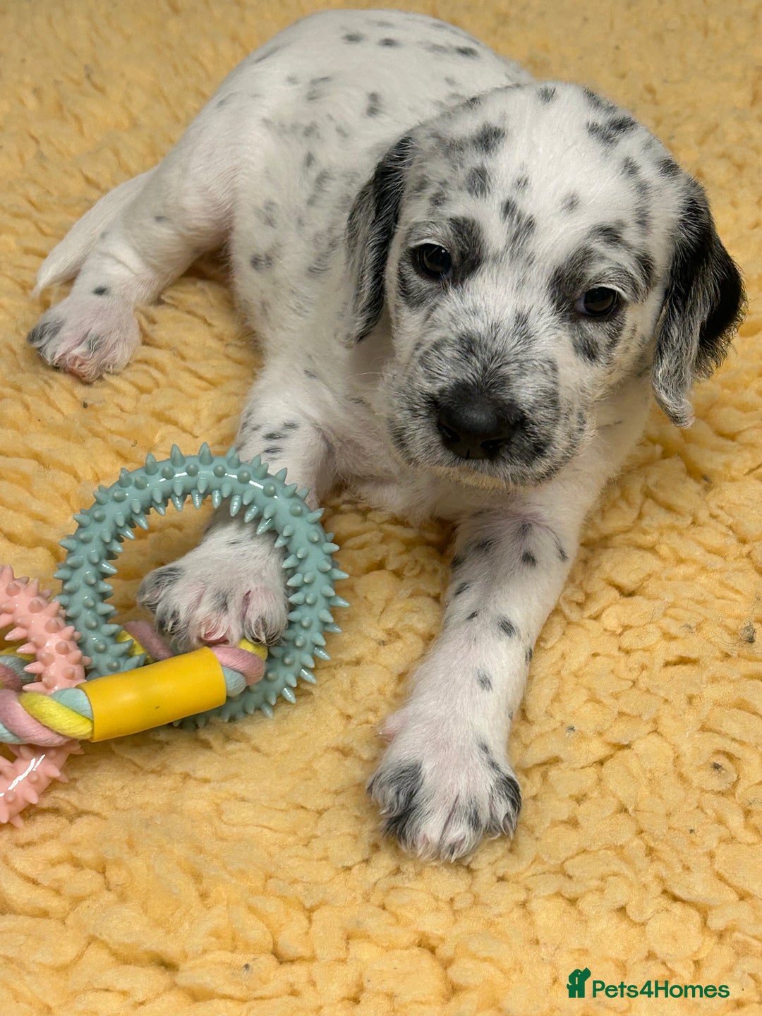 Mixed Breed dogs for sale: Rare Dalmadoodles - Image 33