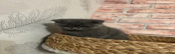 Scottish Fold cats for sale: Scottish Fold  - Advert 4