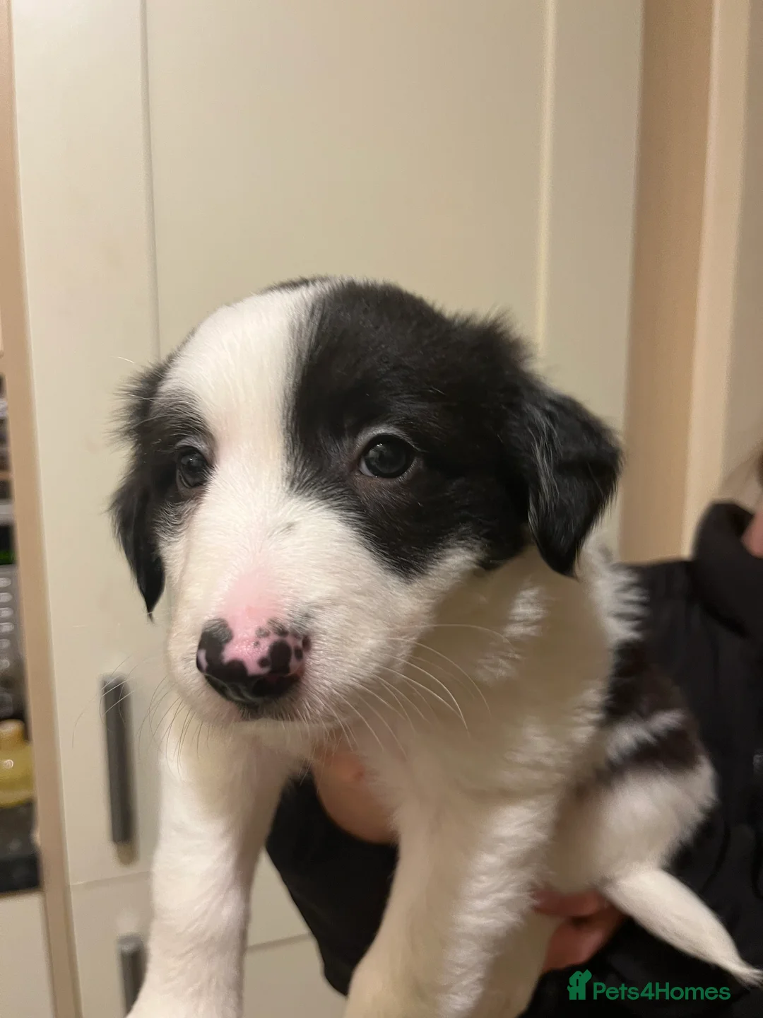 Border Collie dogs for sale: Border Collie puppies from working parents - Advert 7