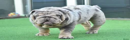 English Bulldog dogs for sale: Like Father Like Son 1 Male pup available in Burnley - Advert 18