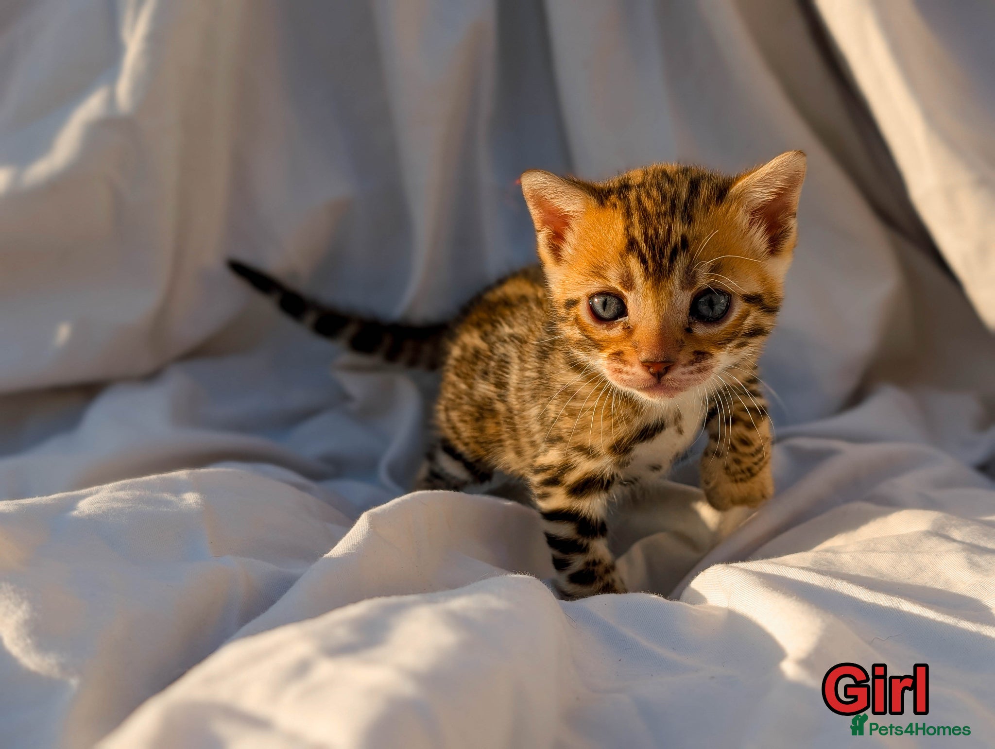Bengal cats TICA Bengal Kittens | Glitter | Health Tested - Advert 3