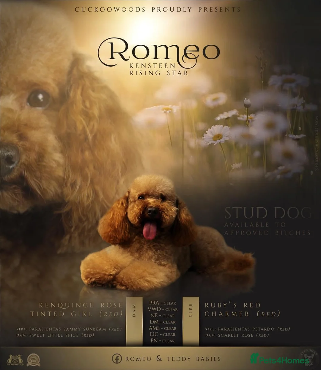 Toy Poodle dogs for stud: Romeo - Professional Stud Service in Eastleigh - Advert 3