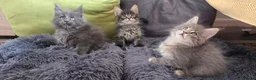 Maine Coon cats for sale: Maine coon kitten  - Advert 7