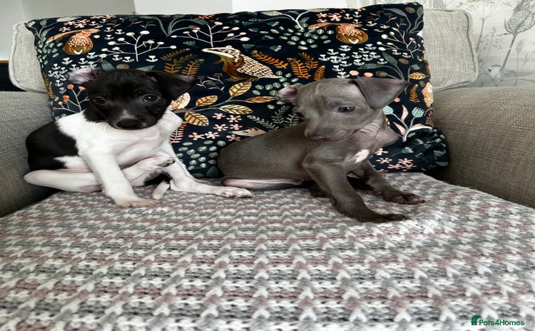 Italian Greyhound dogs - Advert 3