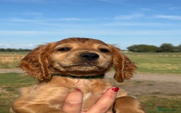 Cocker Spaniel dogs for sale: Ready To Go Now Lovely Cocker Spaniel Puppies - Image 10