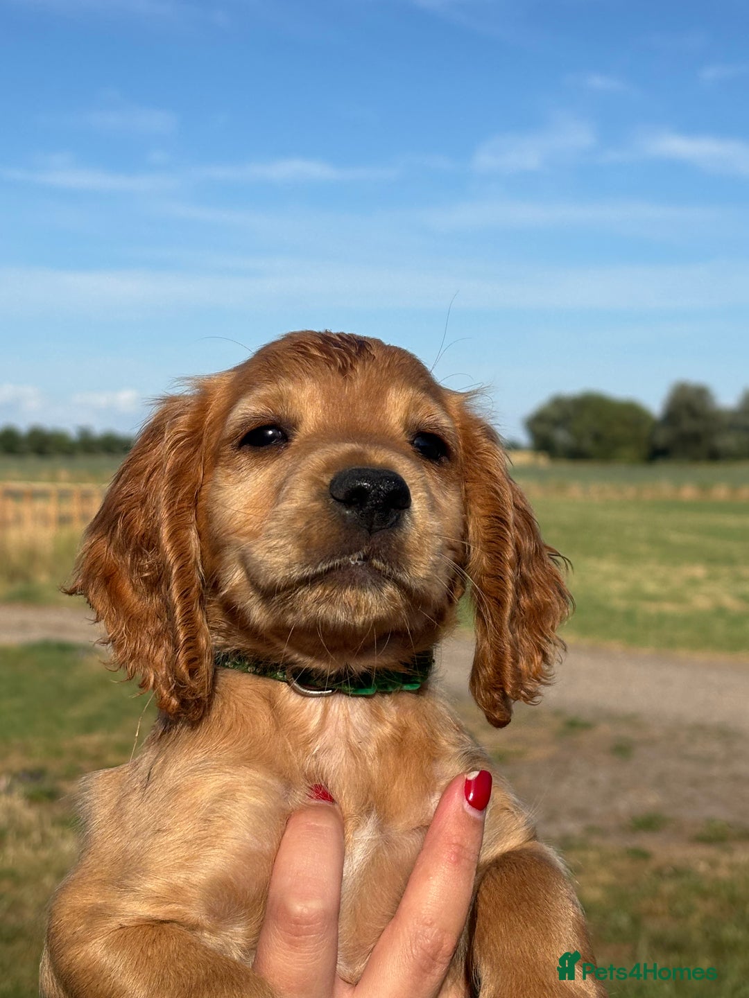 Cocker Spaniel dogs for sale: Ready To Go Now Lovely Cocker Spaniel Puppies - Image 10