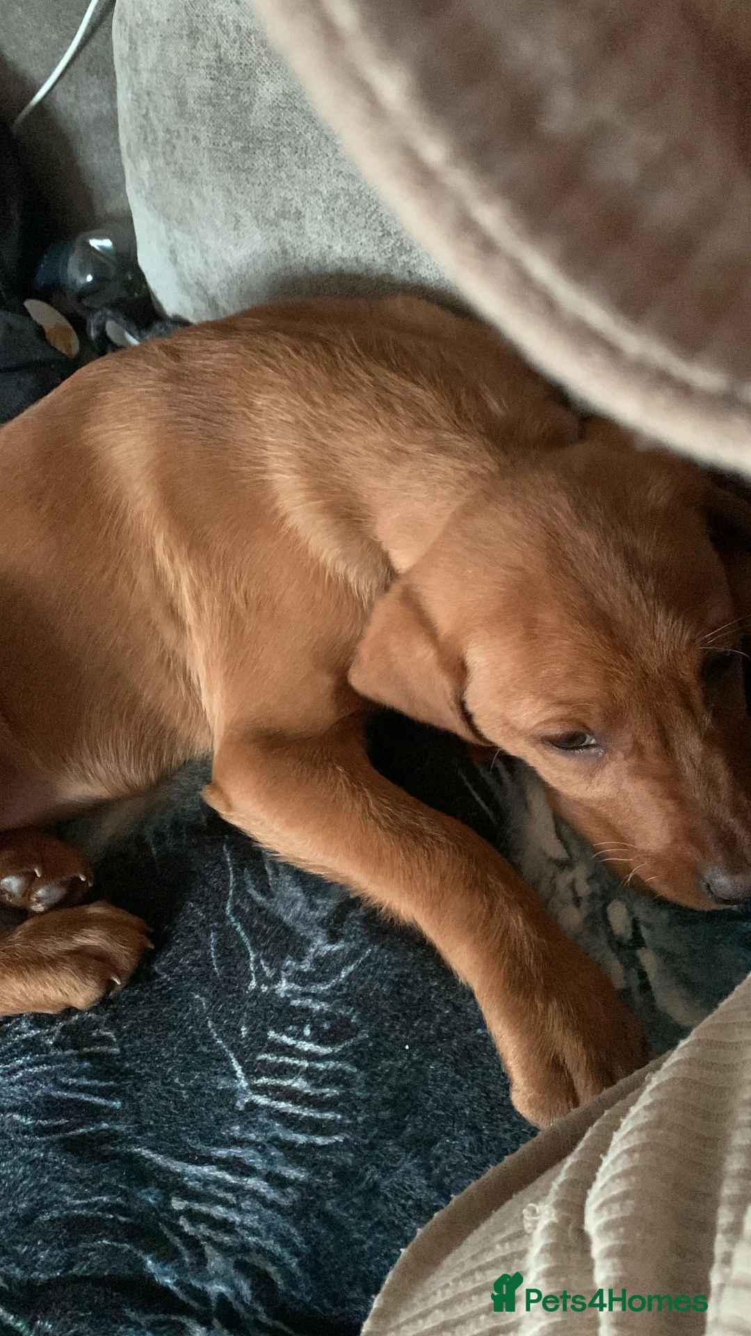 Labrador Retriever dogs for sale: beautiful male fox red Labrador retriver puppy  - Advert 6