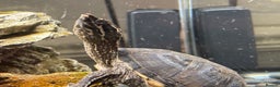 Turtle reptiles for sale: Musk Turtle - Advert 2