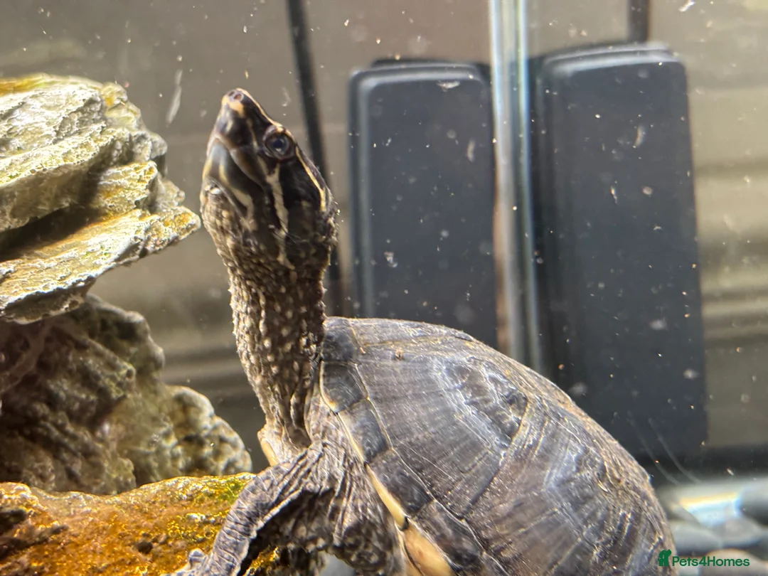 Turtle reptiles for sale: Musk Turtle - Advert 2