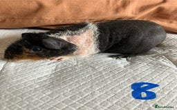 Guinea Pig rodents for sale: Well handled skinny pigs.  - Image 16