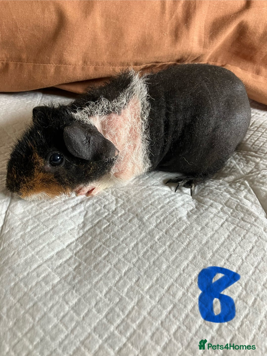 Guinea Pig rodents for sale: Well handled skinny pigs.  - Image 16