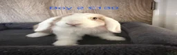Mini Lop rabbits for sale: Pure Baby Mini Lops For Sale - Advert 11
